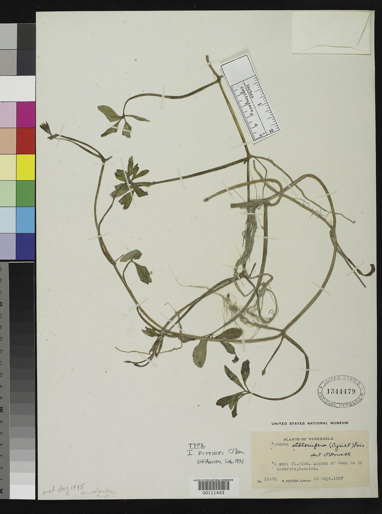 Ipomoea pittieri
