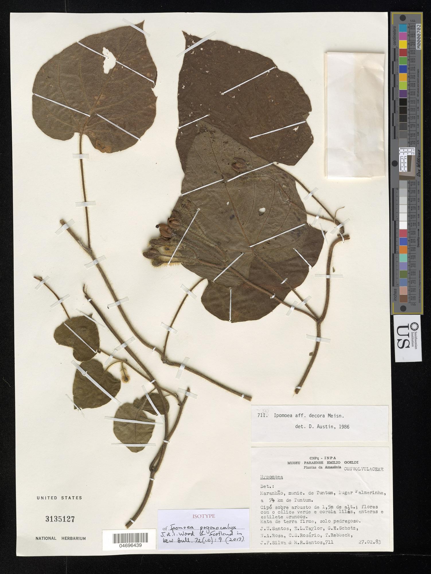 Ipomoea pogonocalyx