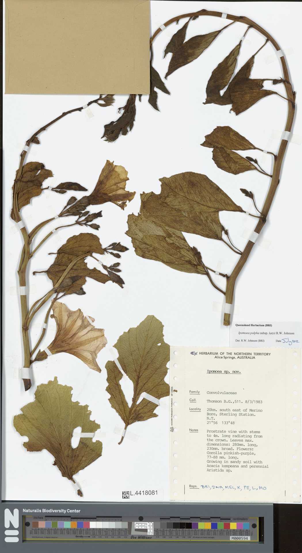 Ipomoea polpha