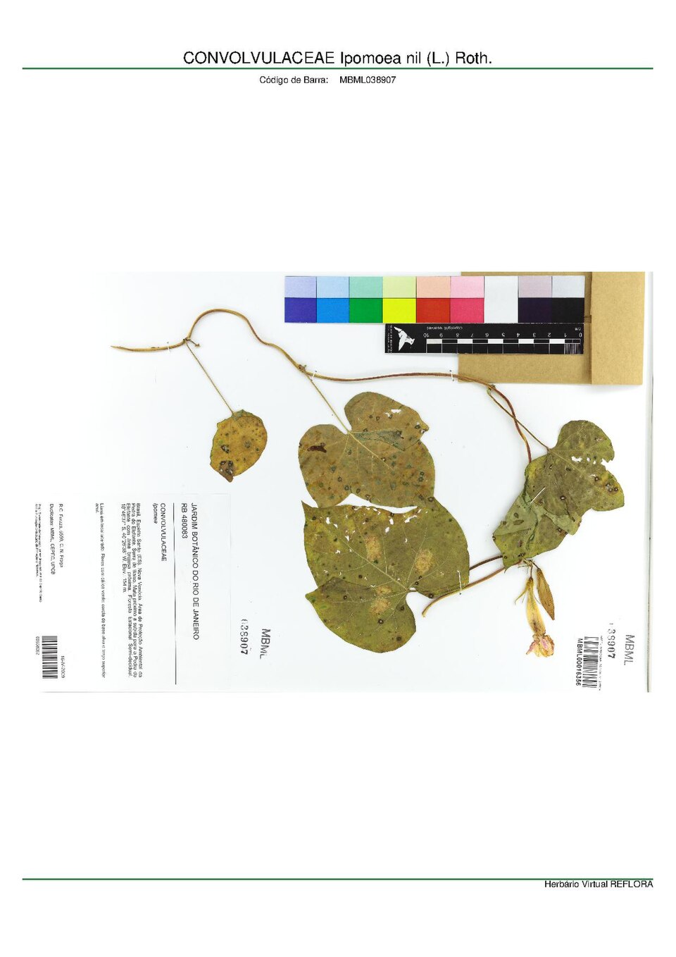 Ipomoea proxima