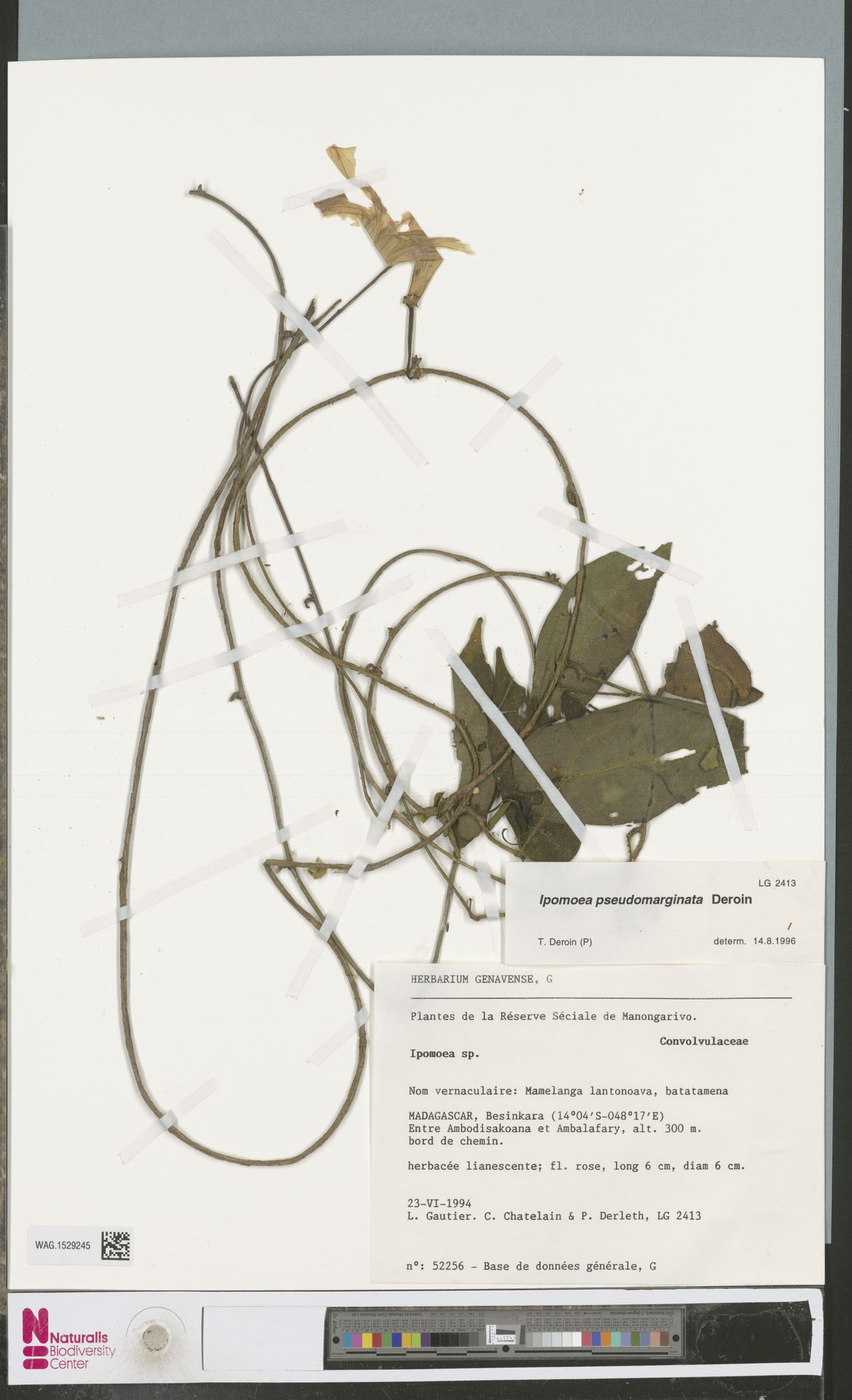 Ipomoea pseudomarginata