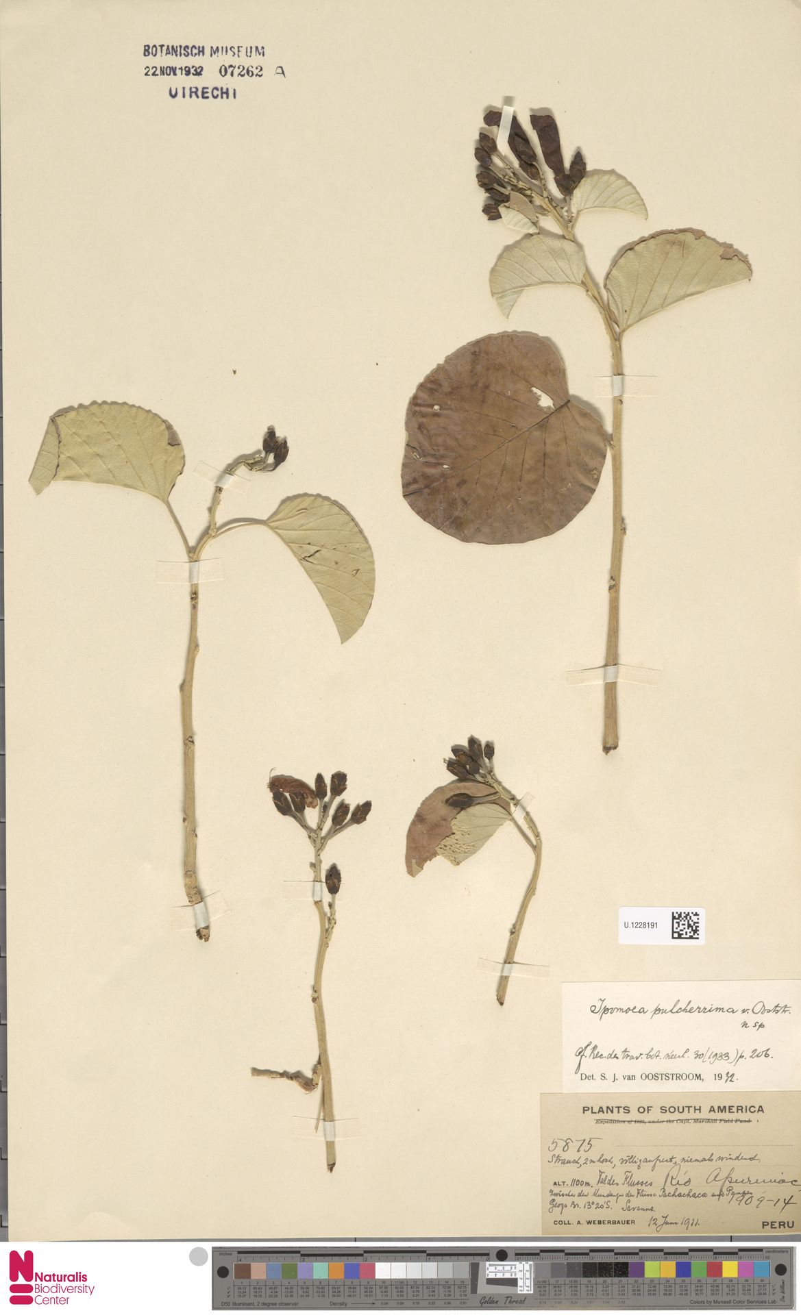 Ipomoea pulcherrima