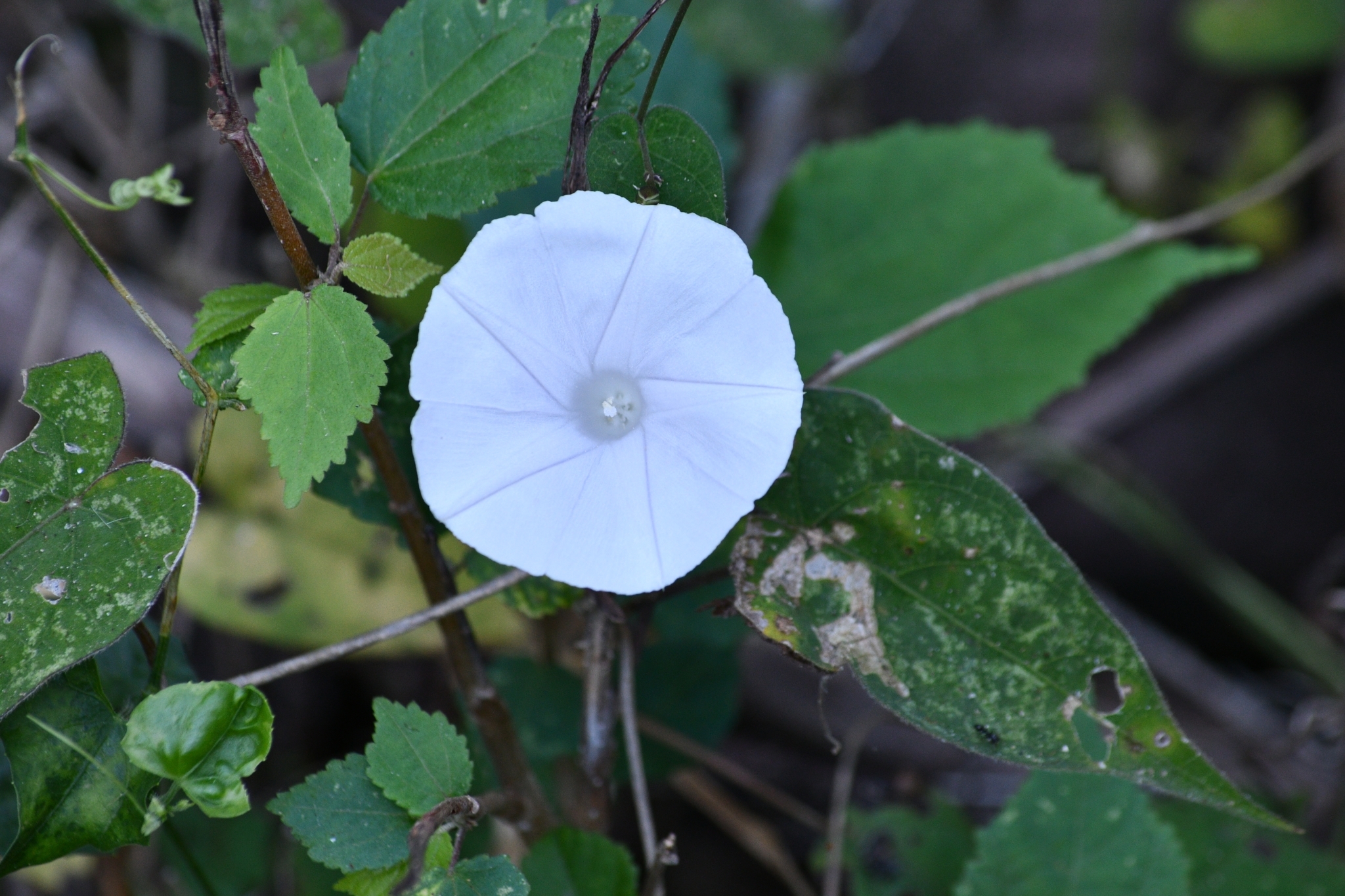 Ipomoea puncticulata