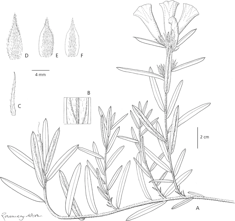 Ipomoea pyrenea