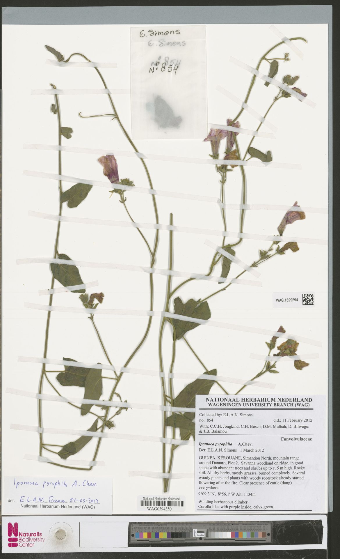 Ipomoea pyrophila