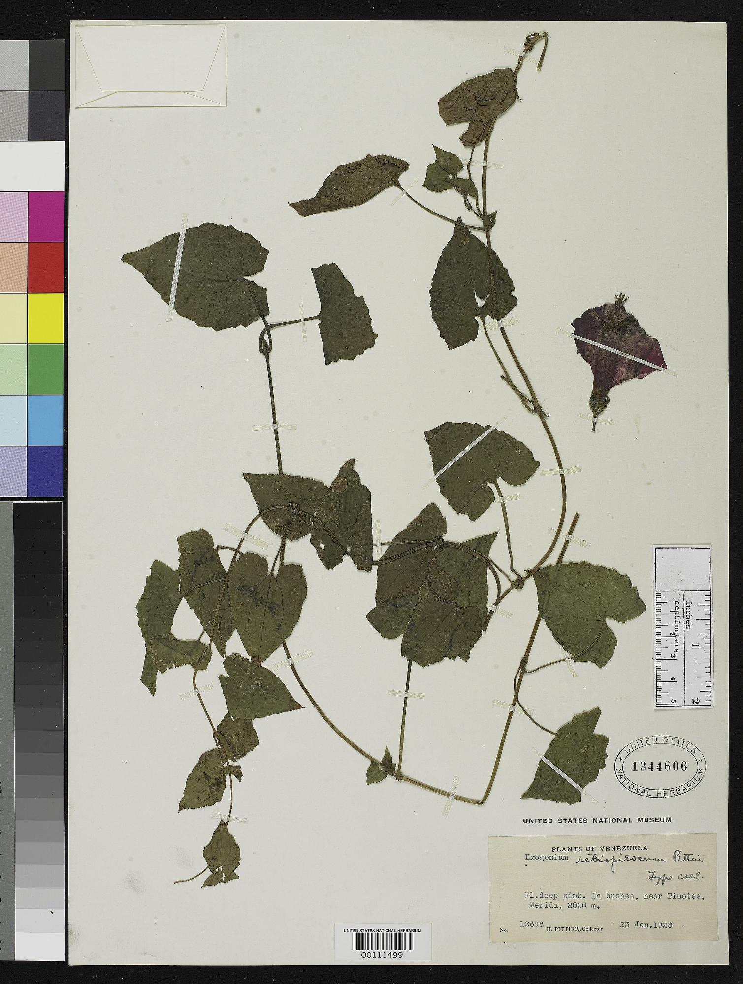Ipomoea retropilosa