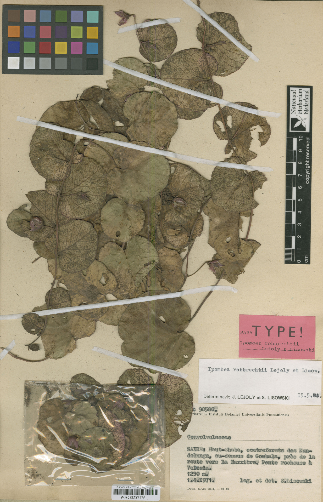 Ipomoea robbrechtii