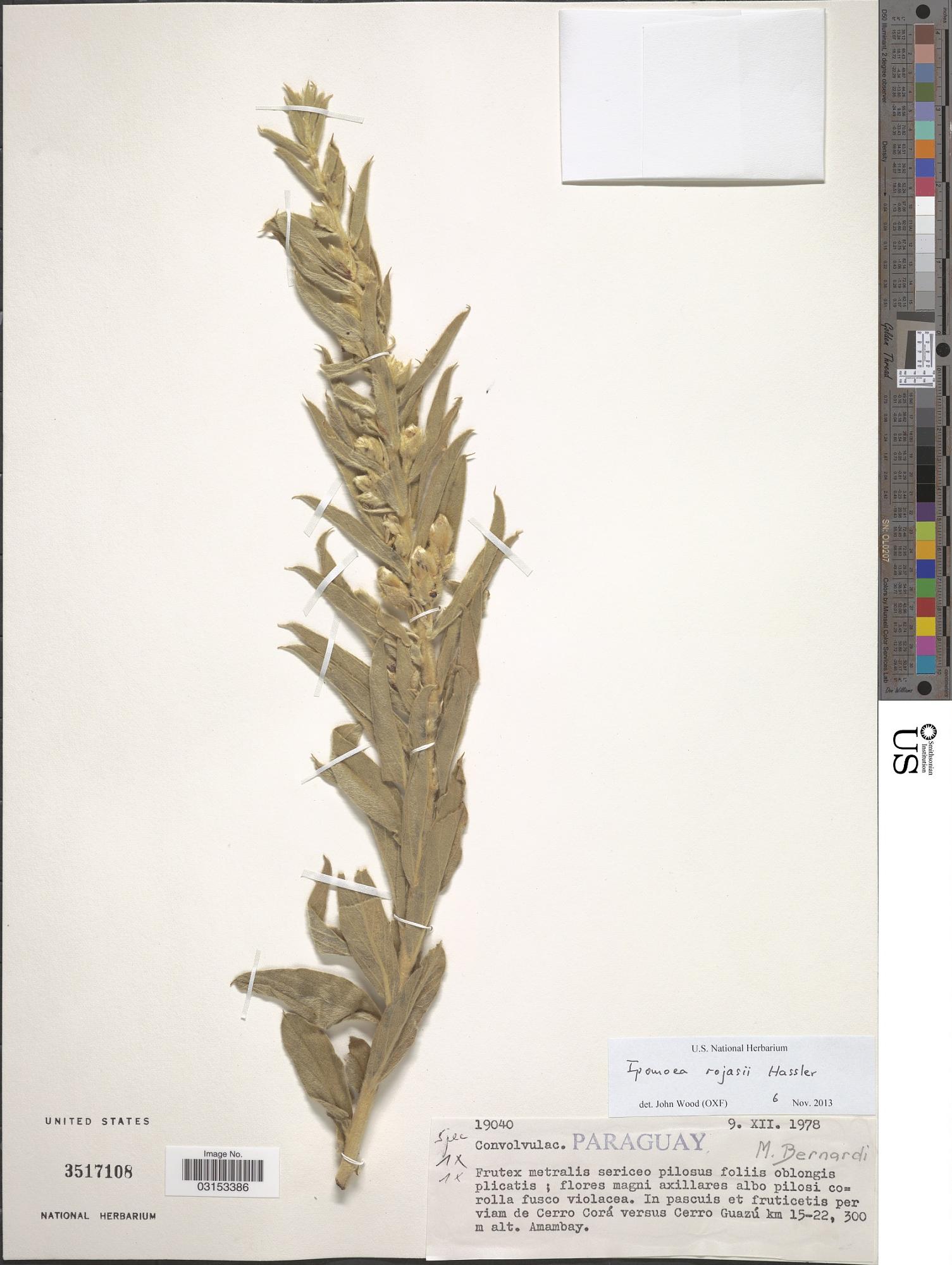 Ipomoea rojasii
