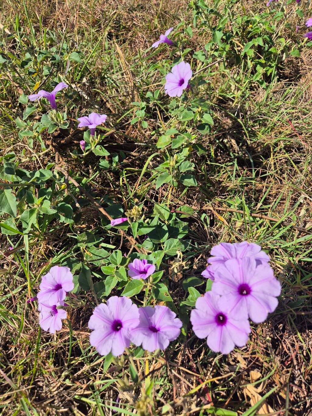 Ipomoea rubens