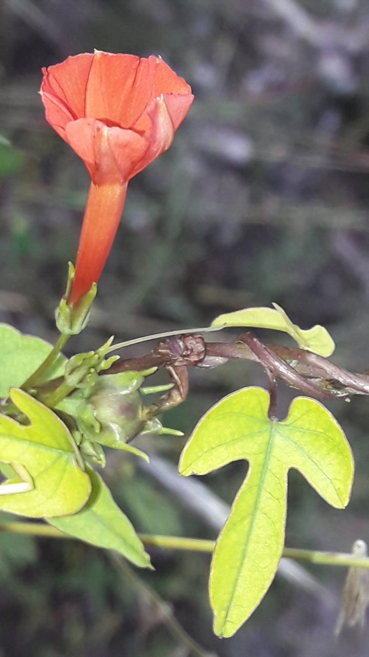 Ipomoea rubriflora