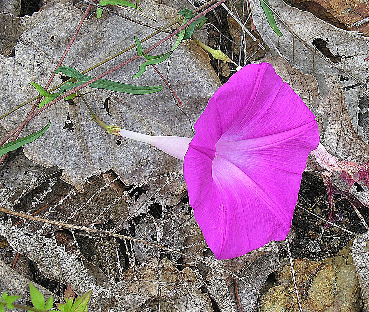 Ipomoea sagittata