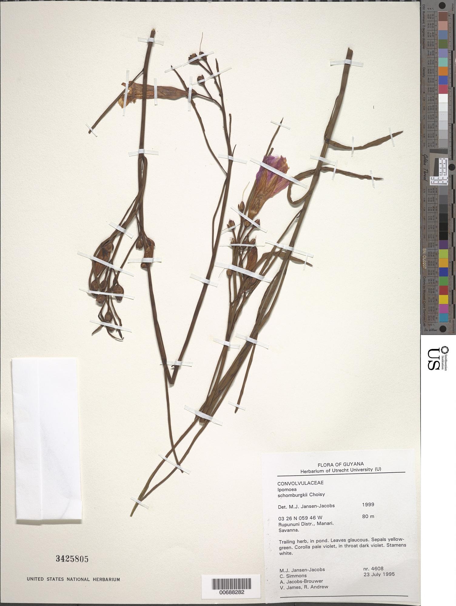 Ipomoea schomburgkii