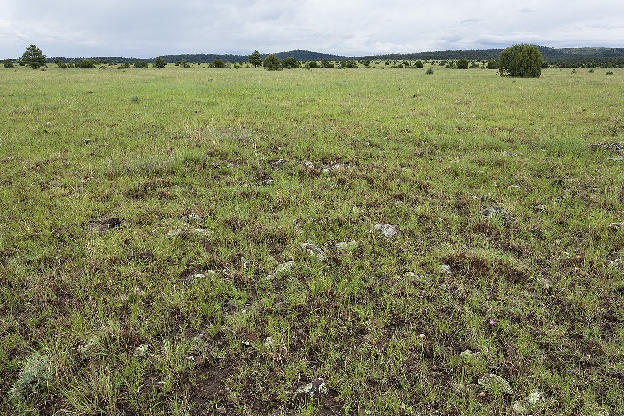 Ipomoea scopulorum