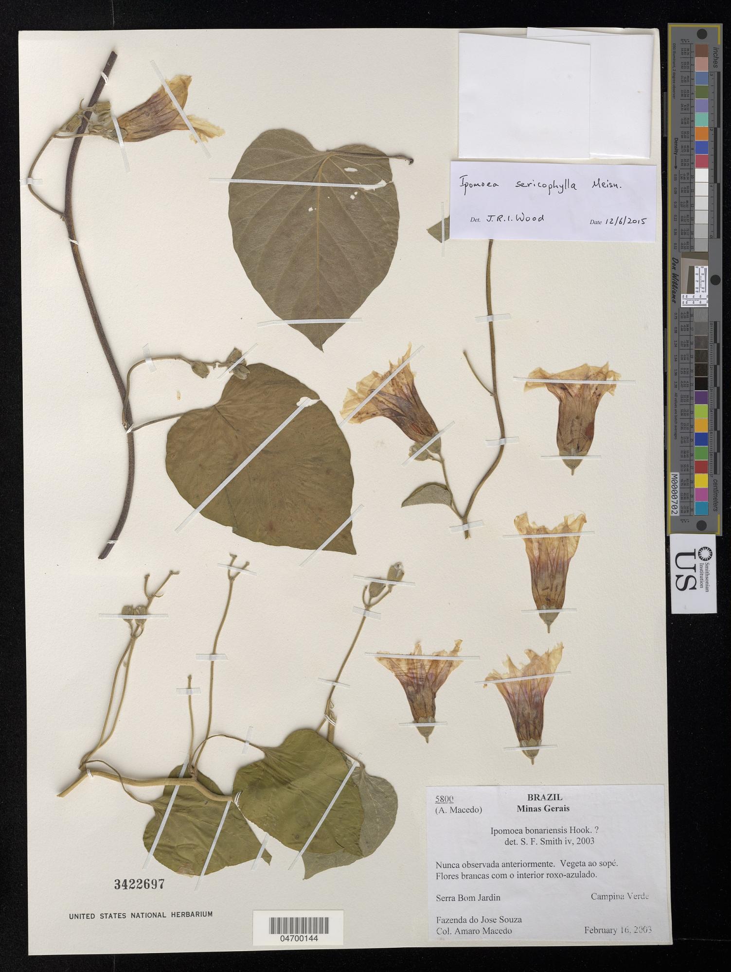 Ipomoea sericophylla