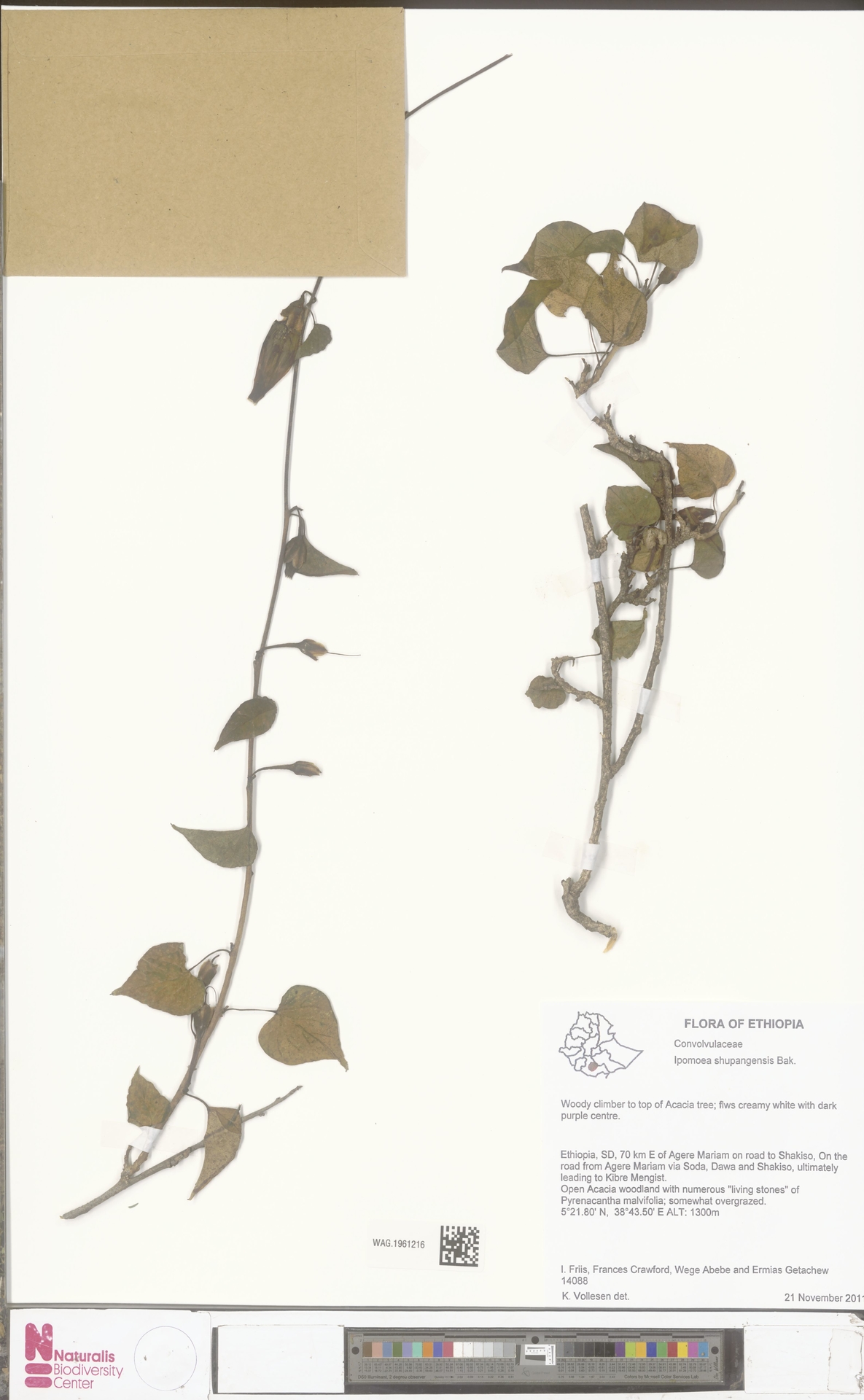 Ipomoea shupangensis