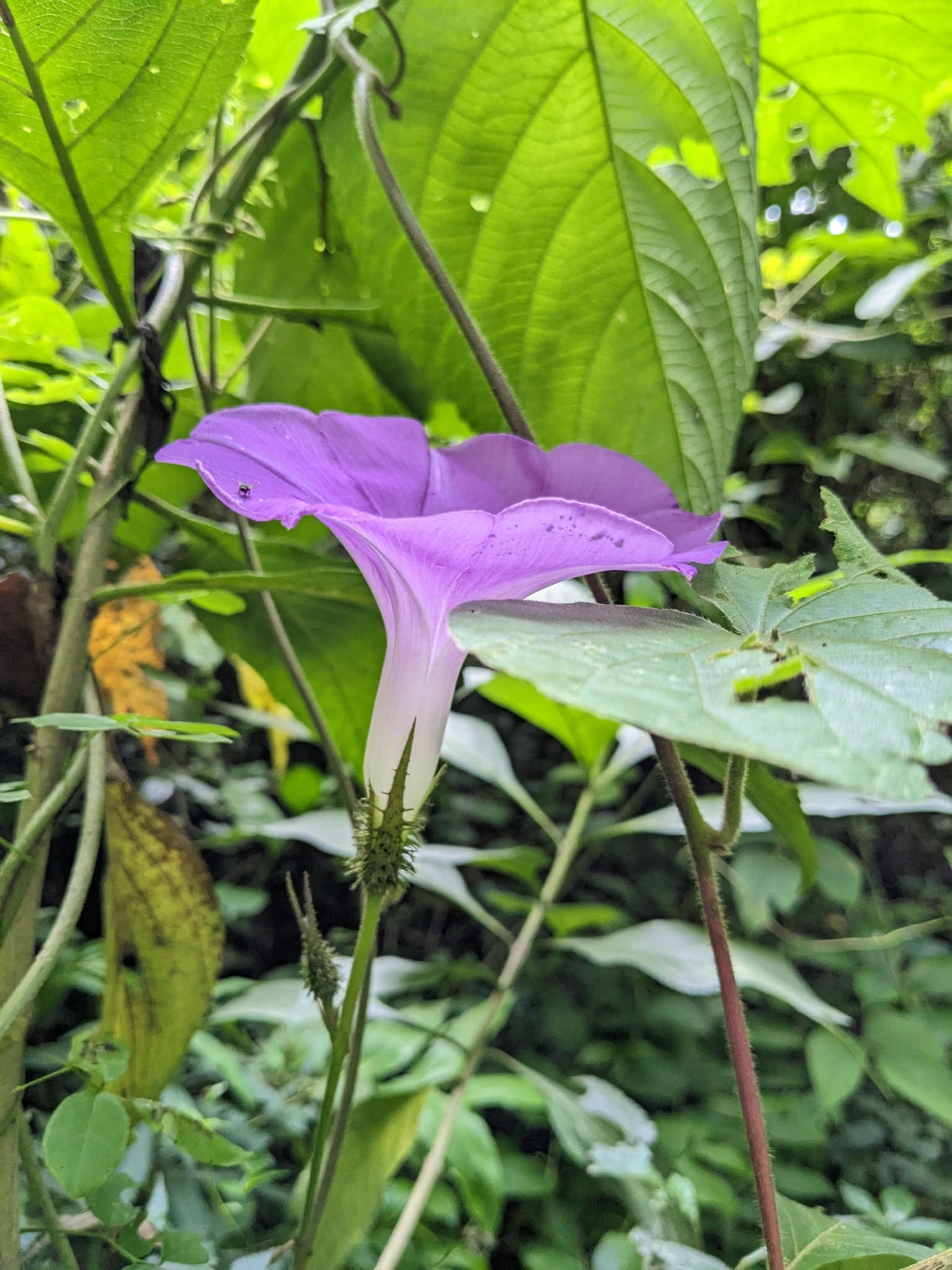 Ipomoea silvicola