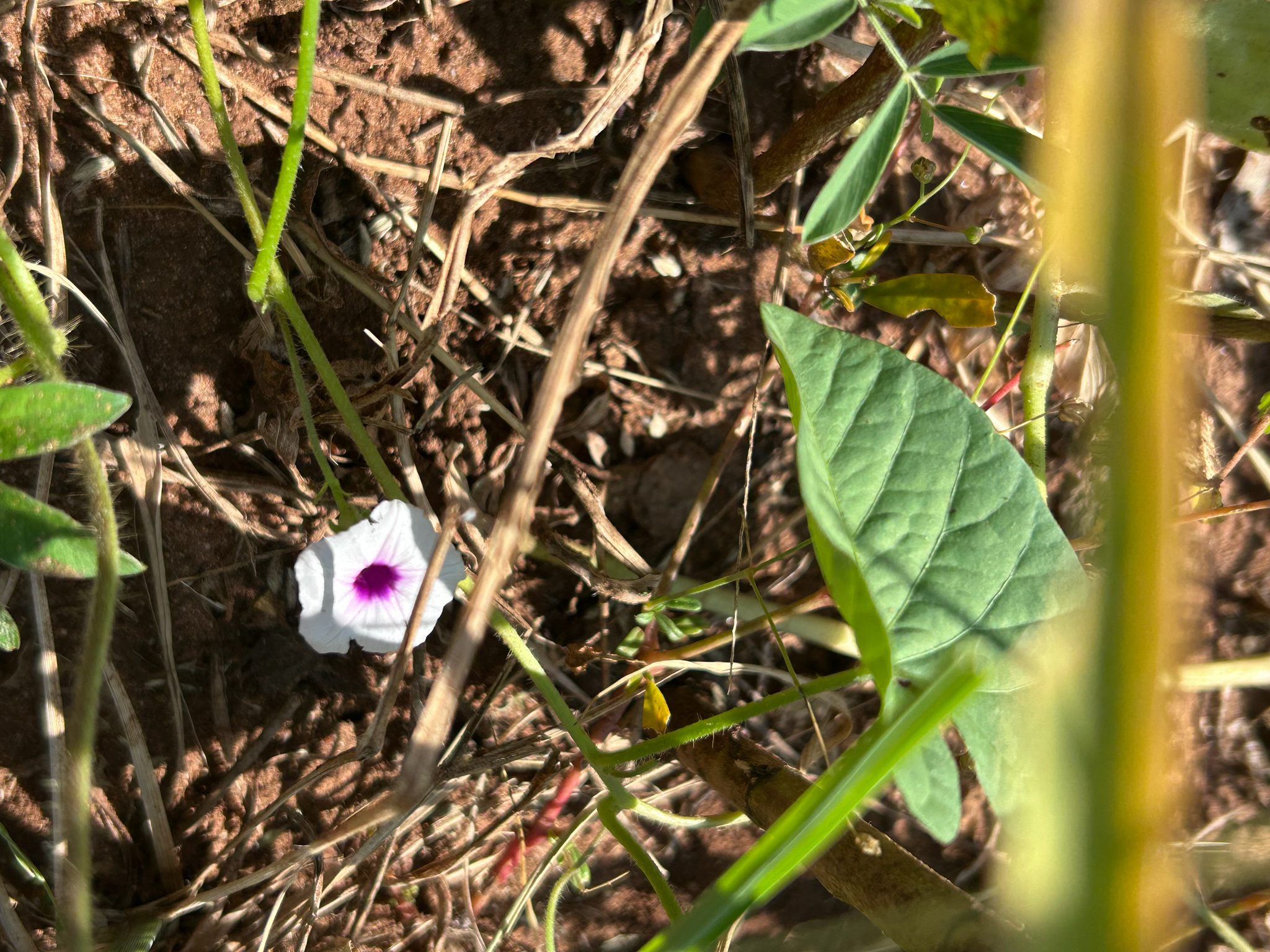 Ipomoea sinensis