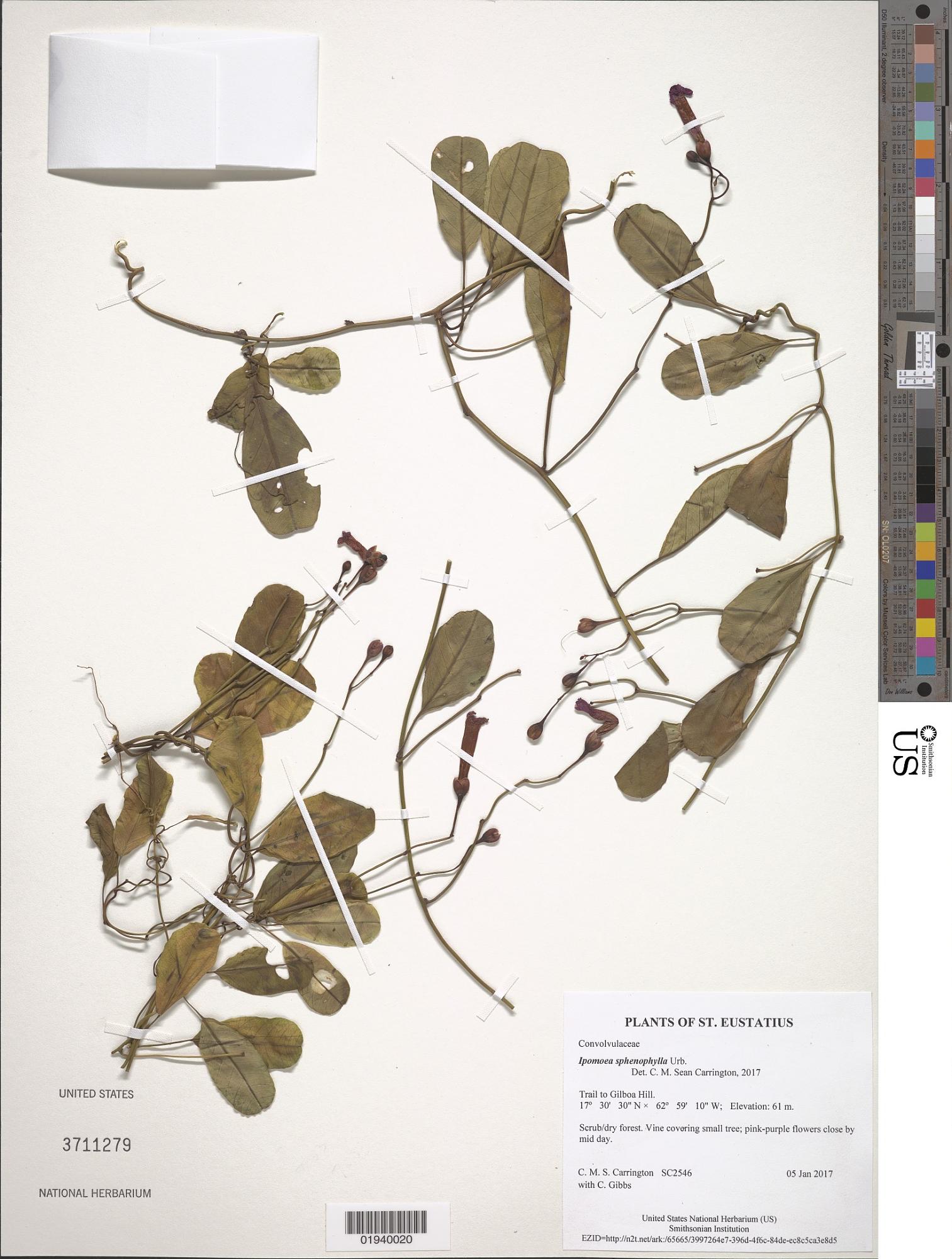 Ipomoea sphenophylla