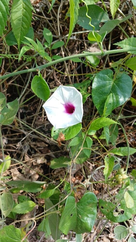 Ipomoea squamosa