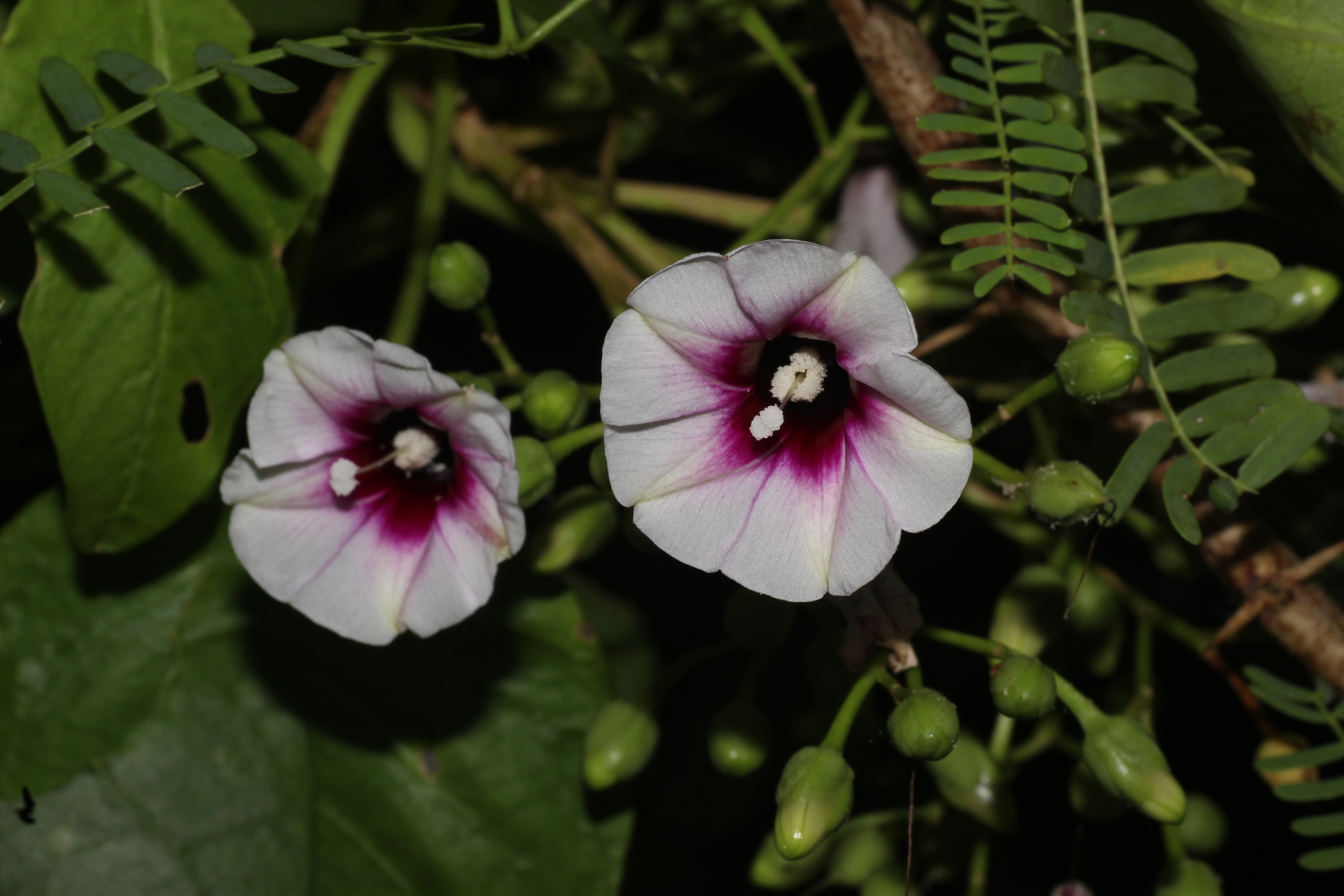 Ipomoea staphylina