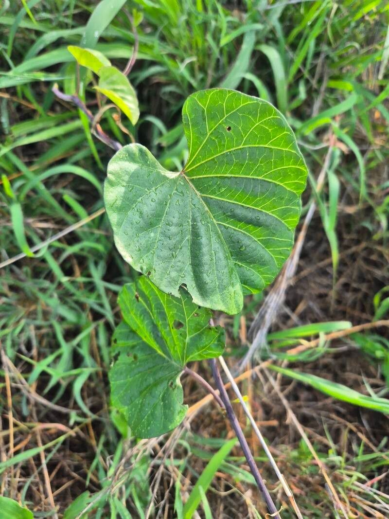 Ipomoea stenosiphon