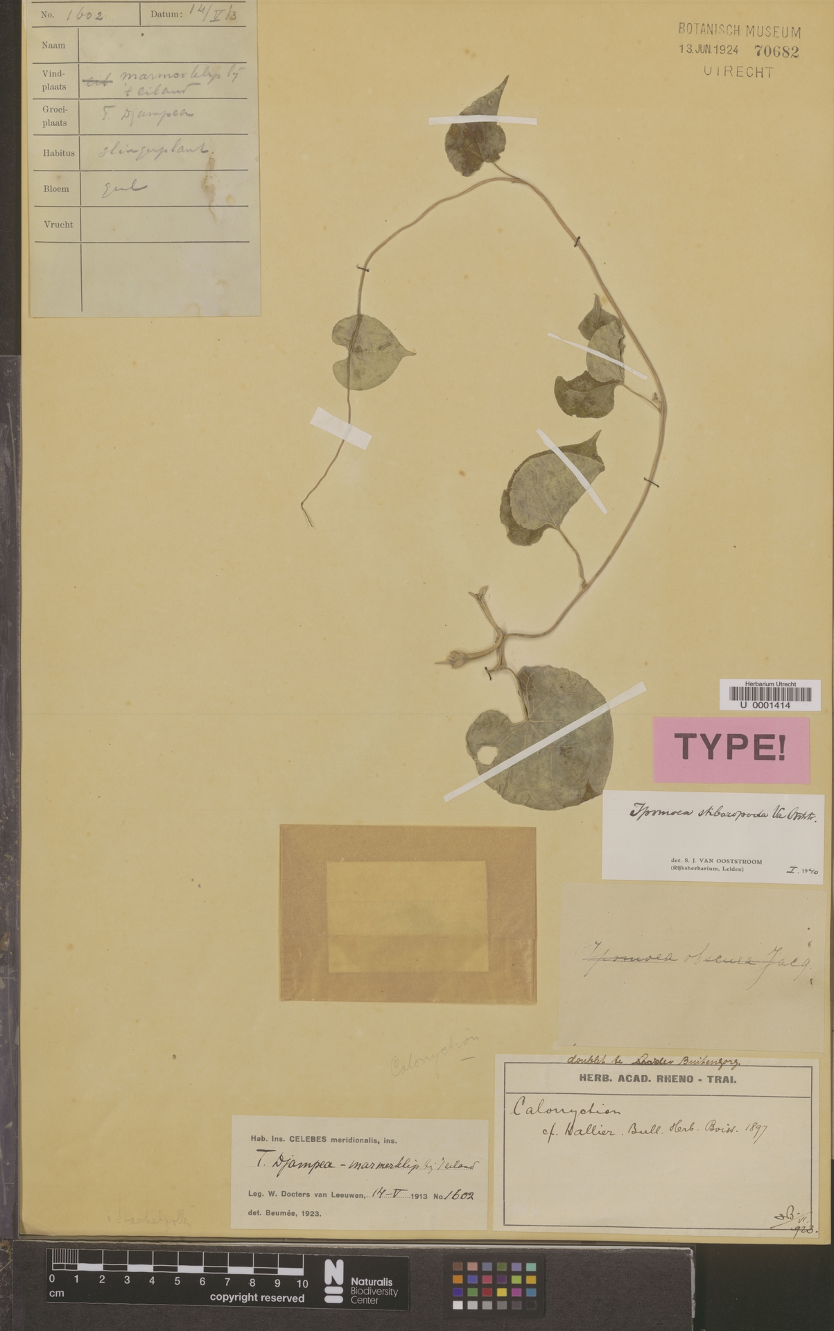 Ipomoea stibaropoda