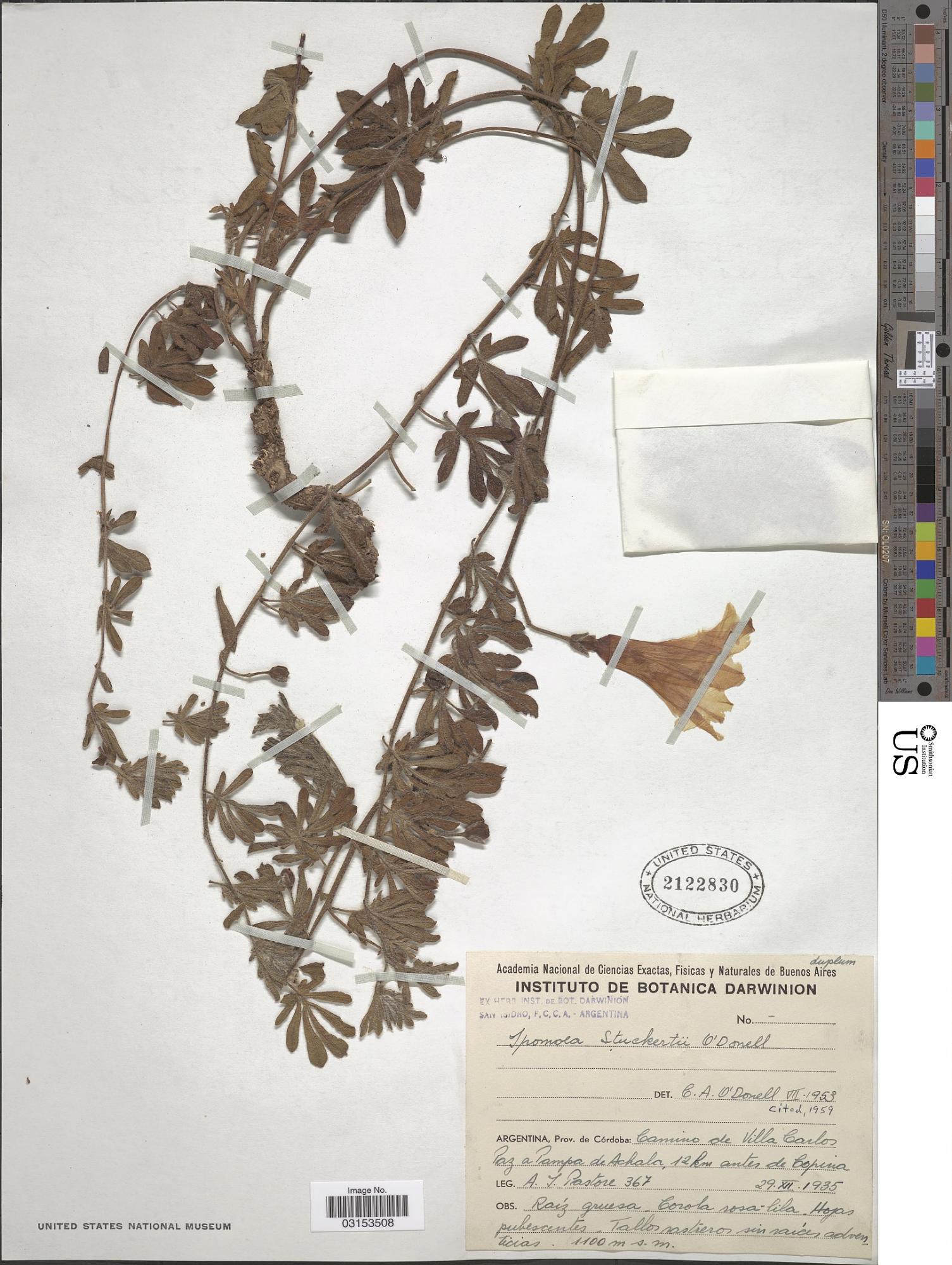 Ipomoea stuckertii