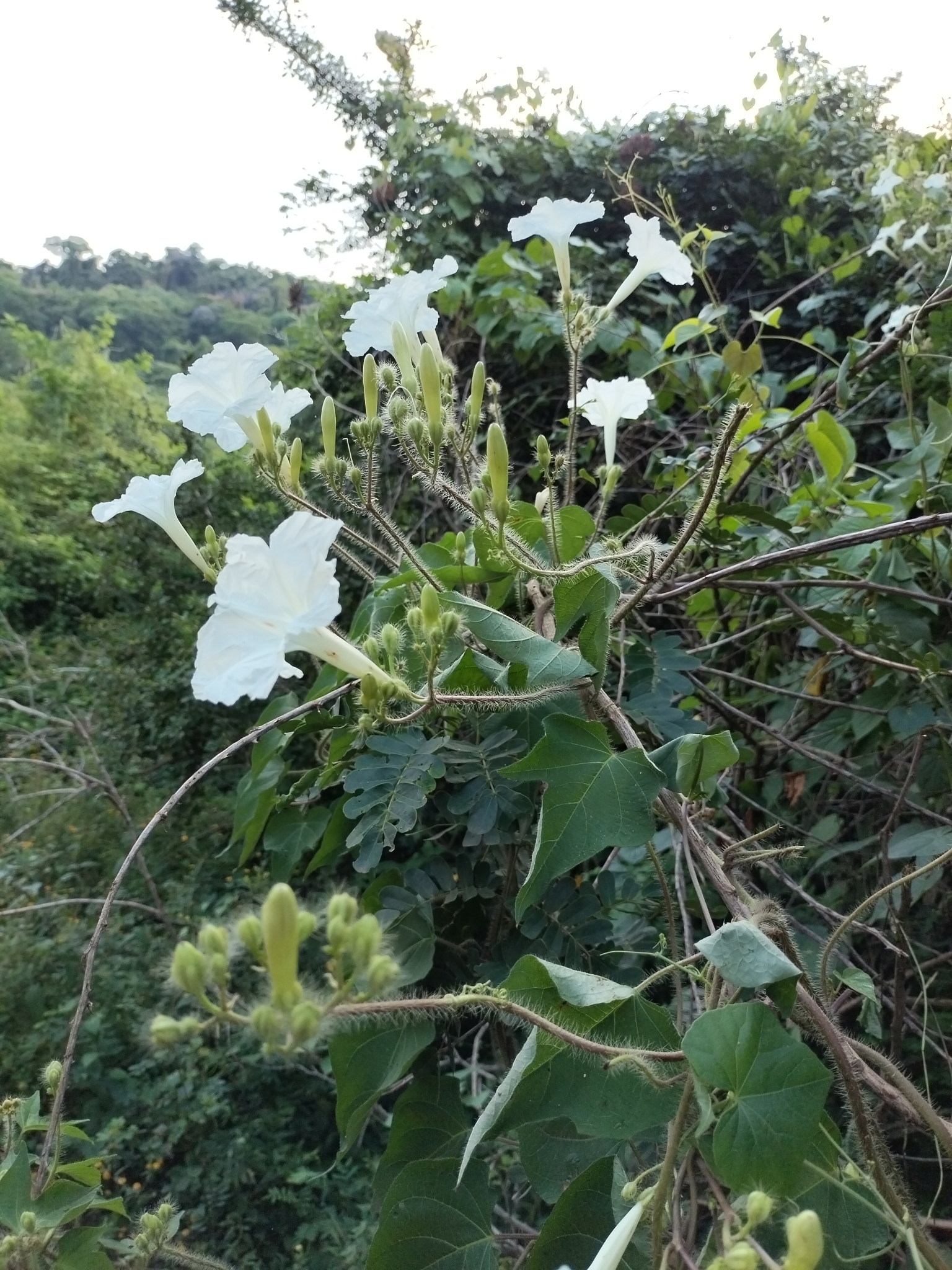 Ipomoea suaveolens
