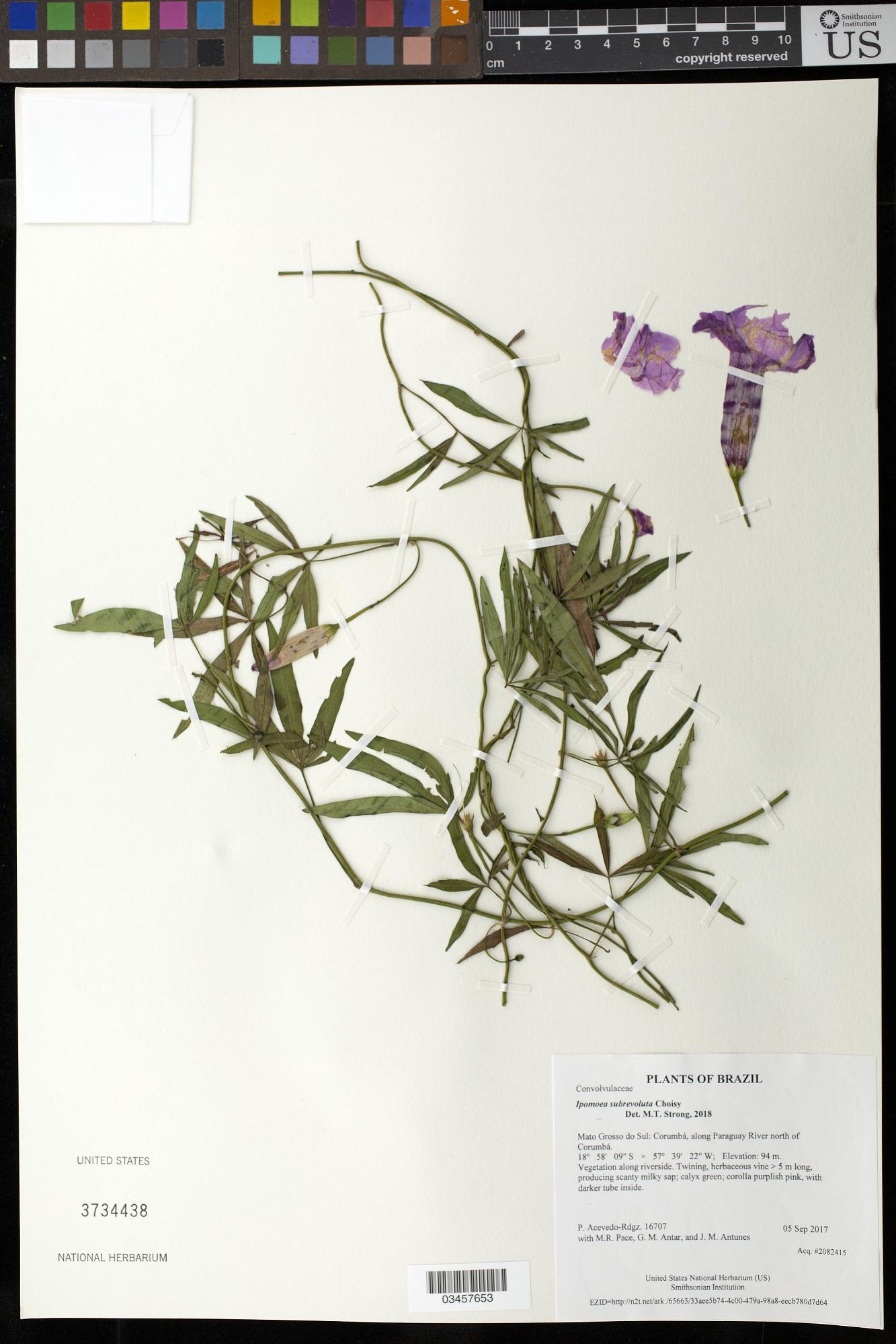 Ipomoea subrevoluta