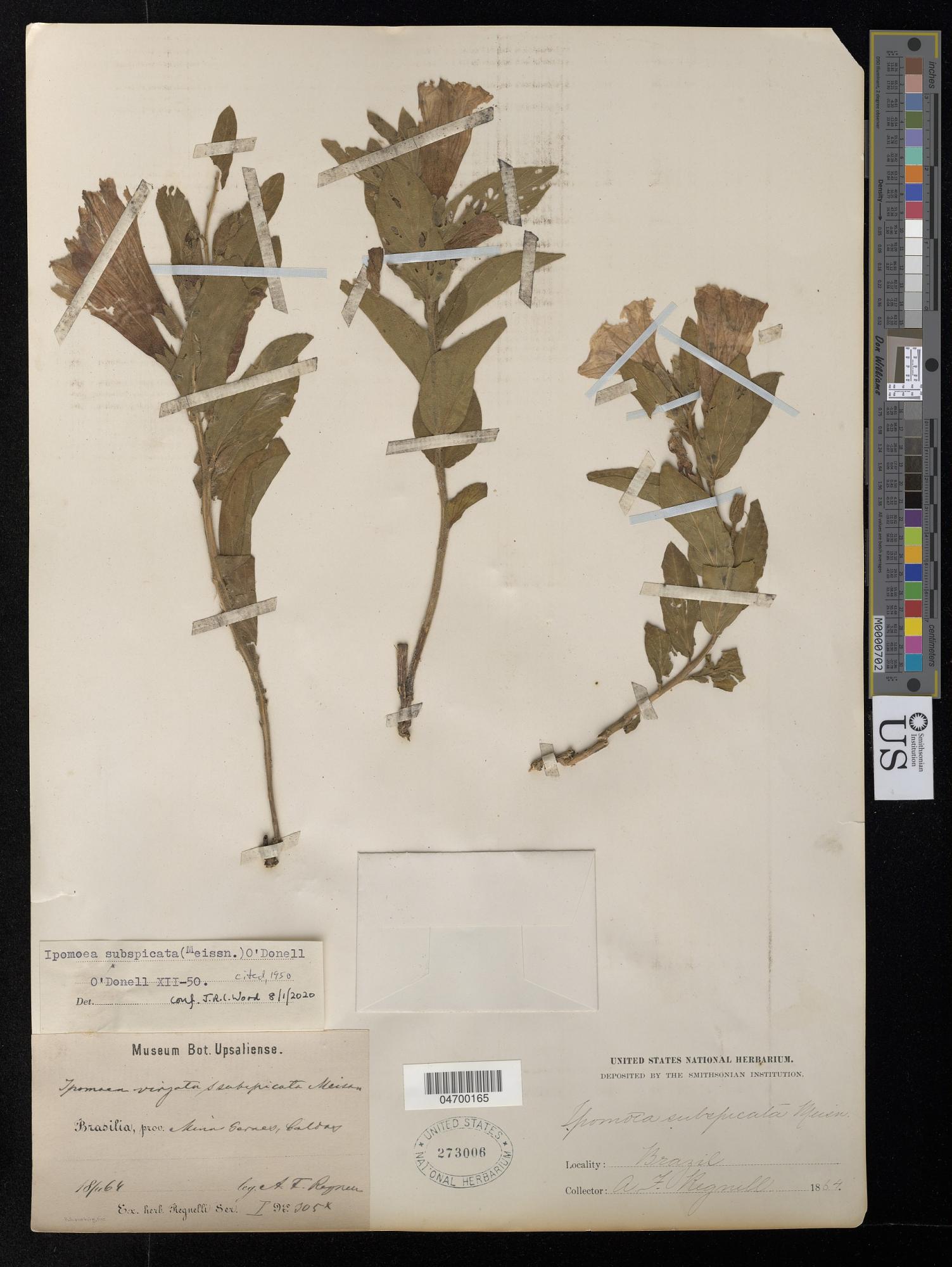 Ipomoea subspicata