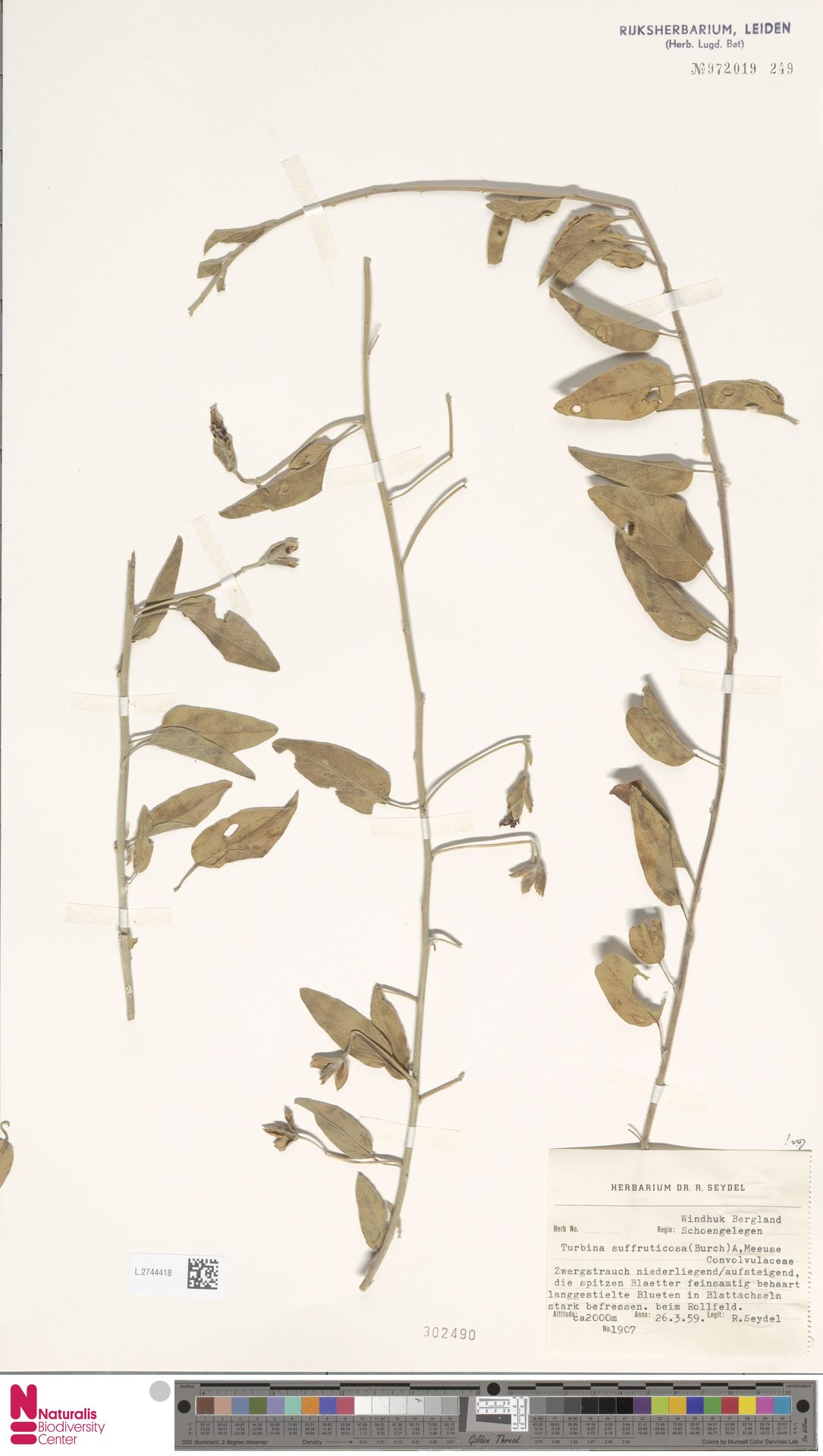Ipomoea suffruticosa