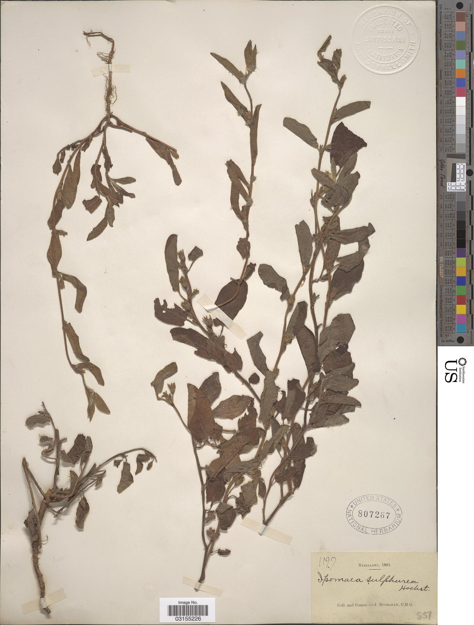 Ipomoea sulphurea