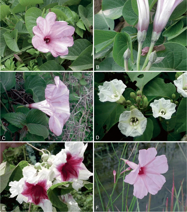 Ipomoea tarijensis