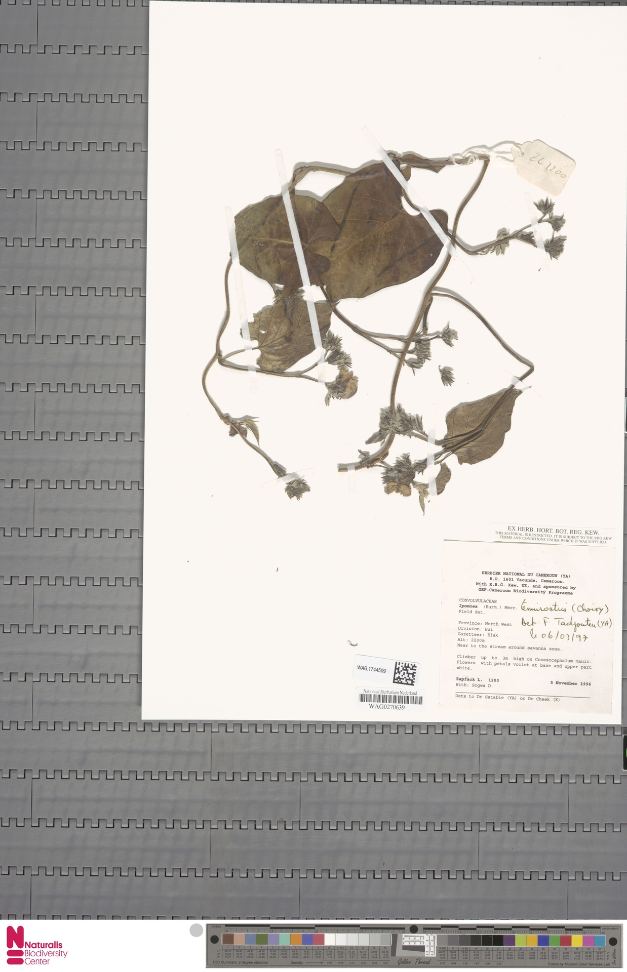 Ipomoea tenuicaulis