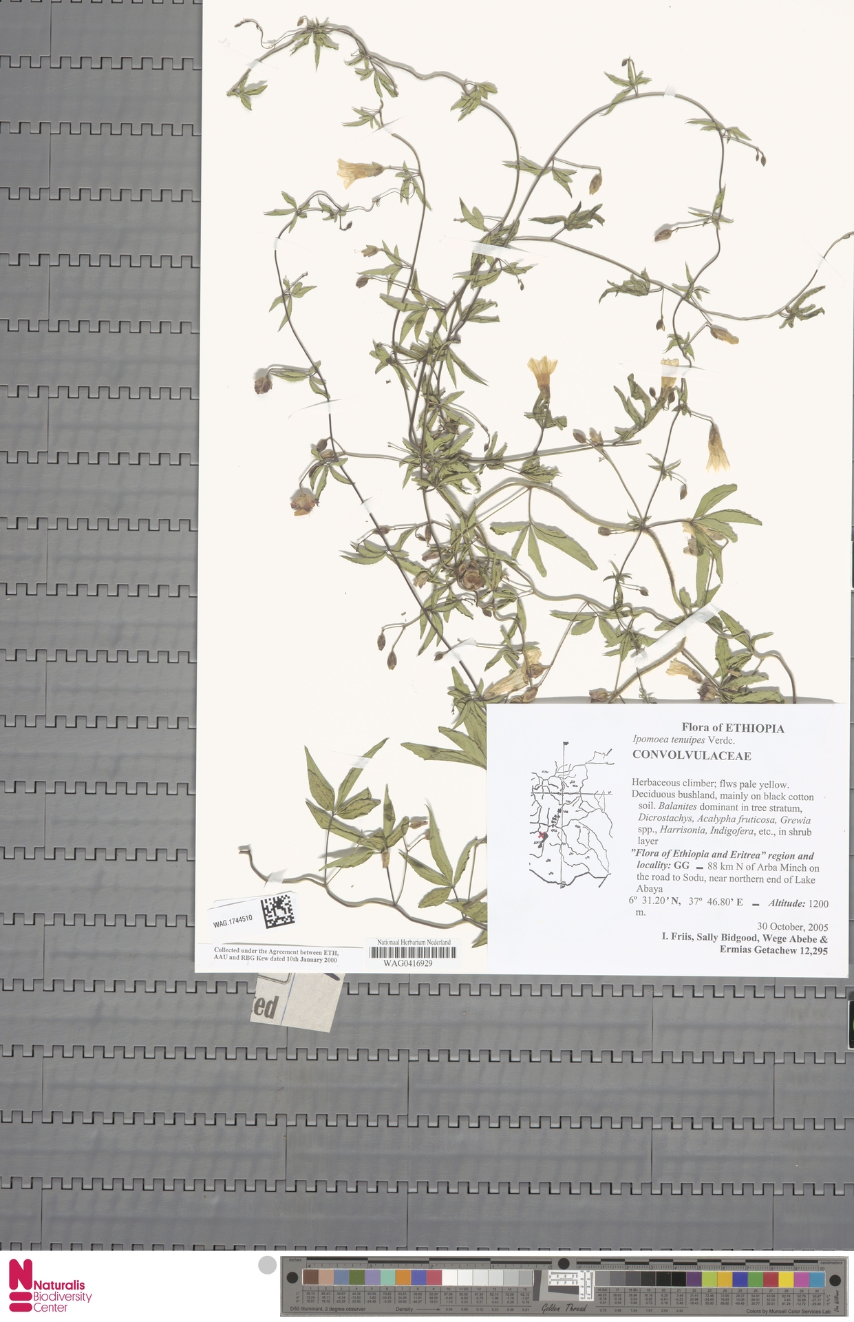 Ipomoea tenuipes