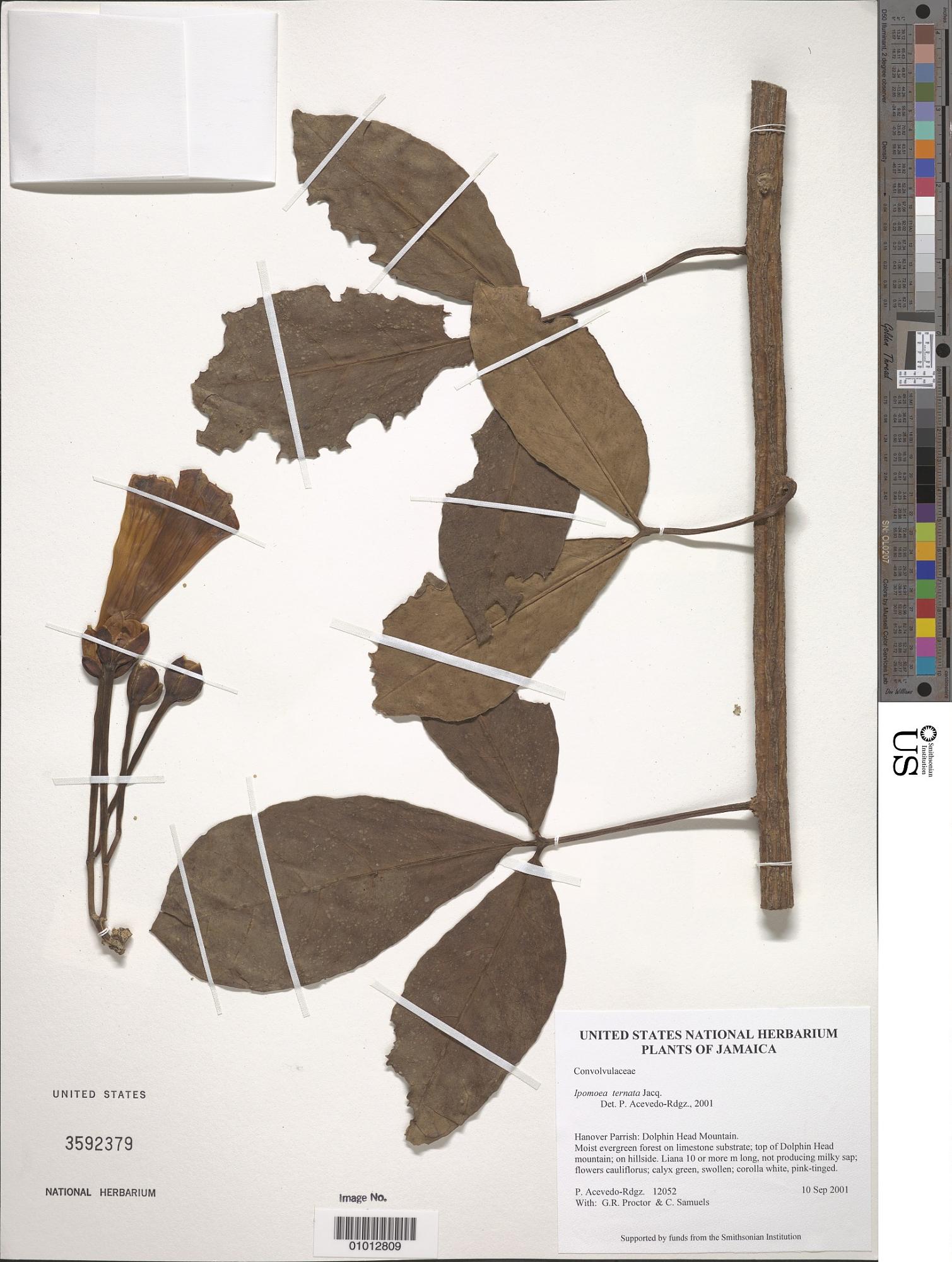 Ipomoea ternata