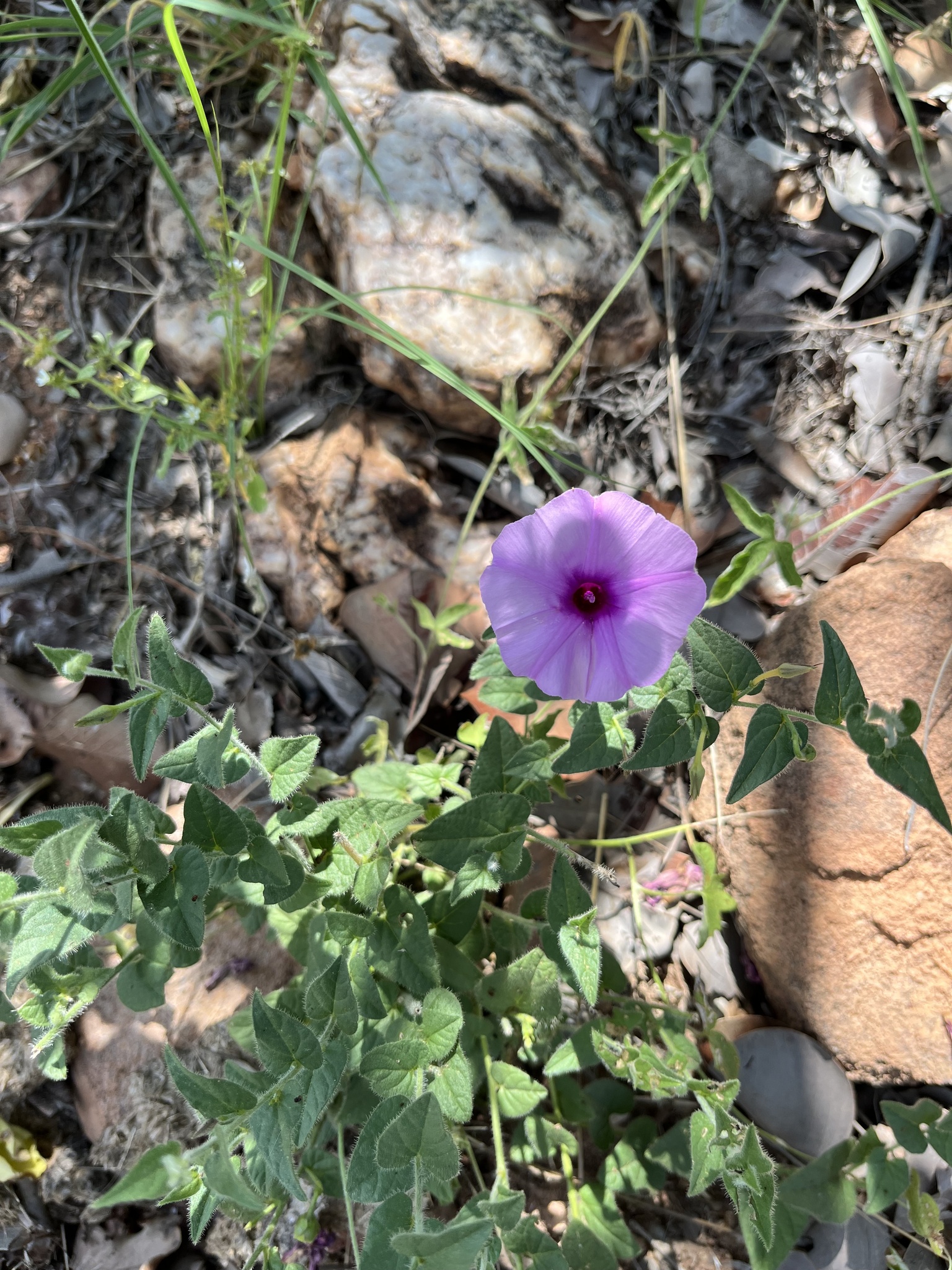 Ipomoea transvaalensis
