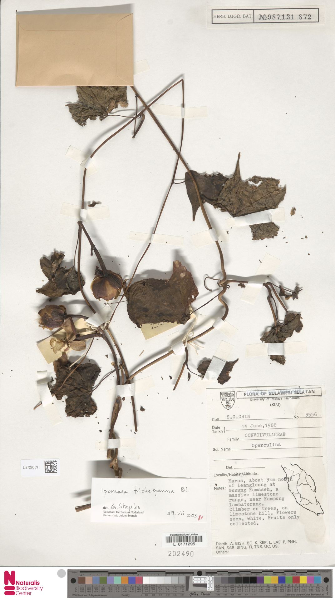 Ipomoea trichosperma