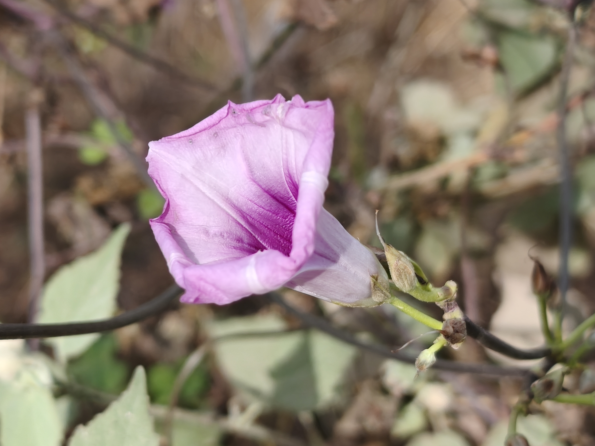 Ipomoea trifida