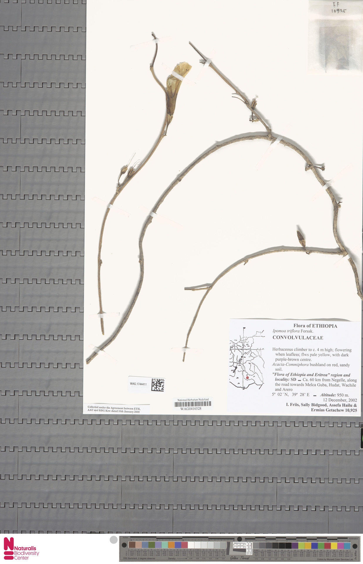 Ipomoea triflora