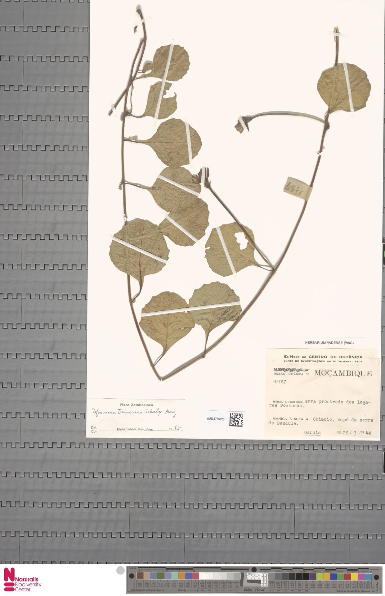 Ipomoea trinervia