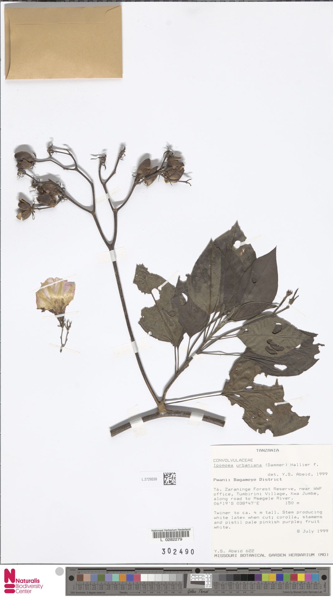 Ipomoea urbaniana