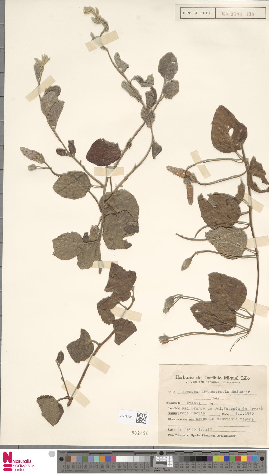 Ipomoea uruguayensis
