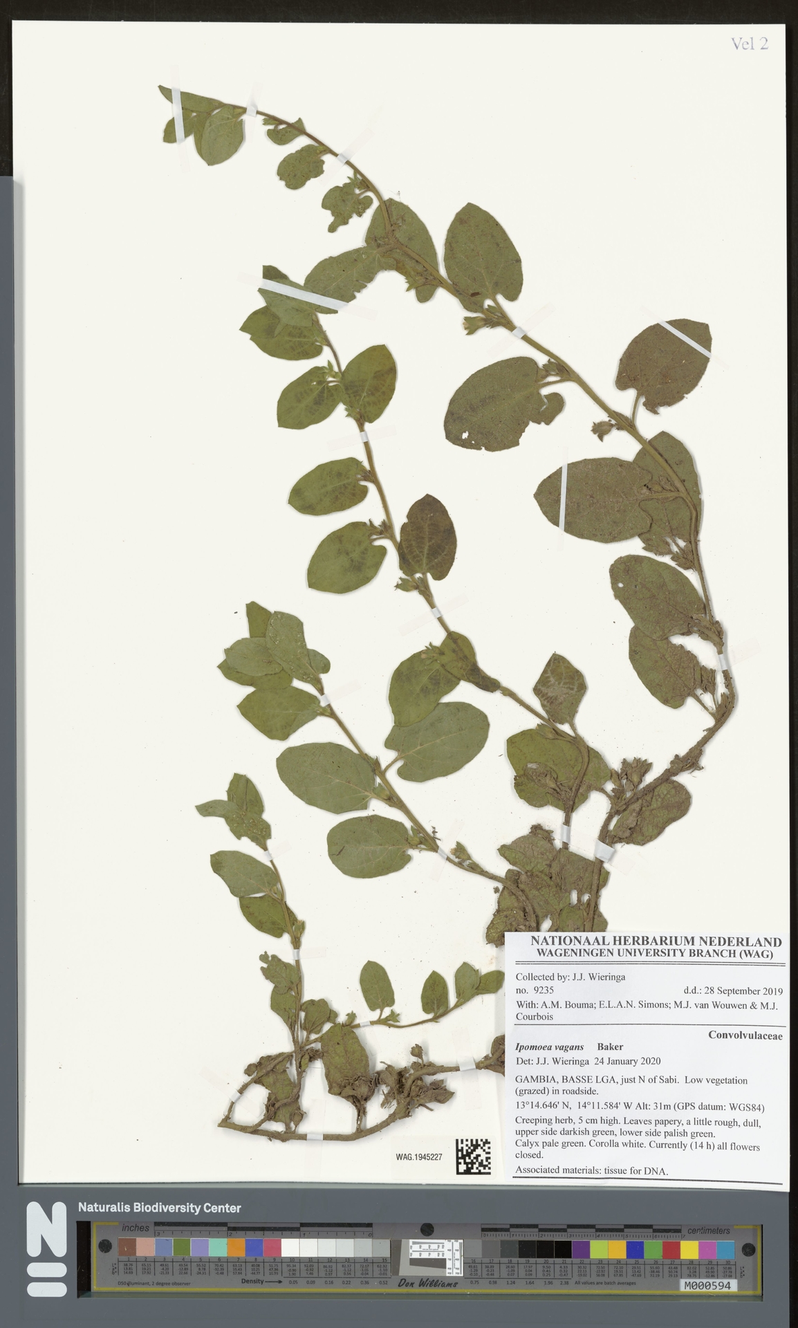 Ipomoea vagans