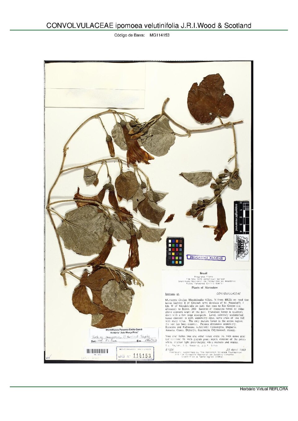 Ipomoea velutinifolia