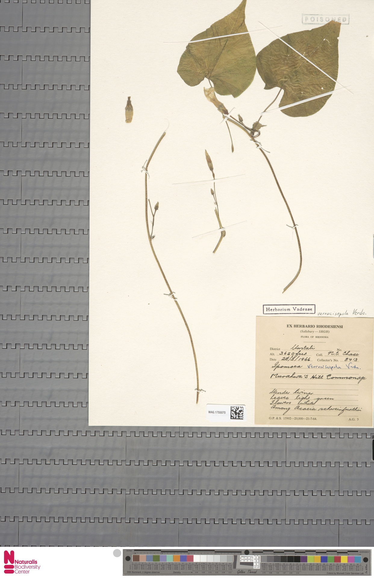 Ipomoea verrucisepala