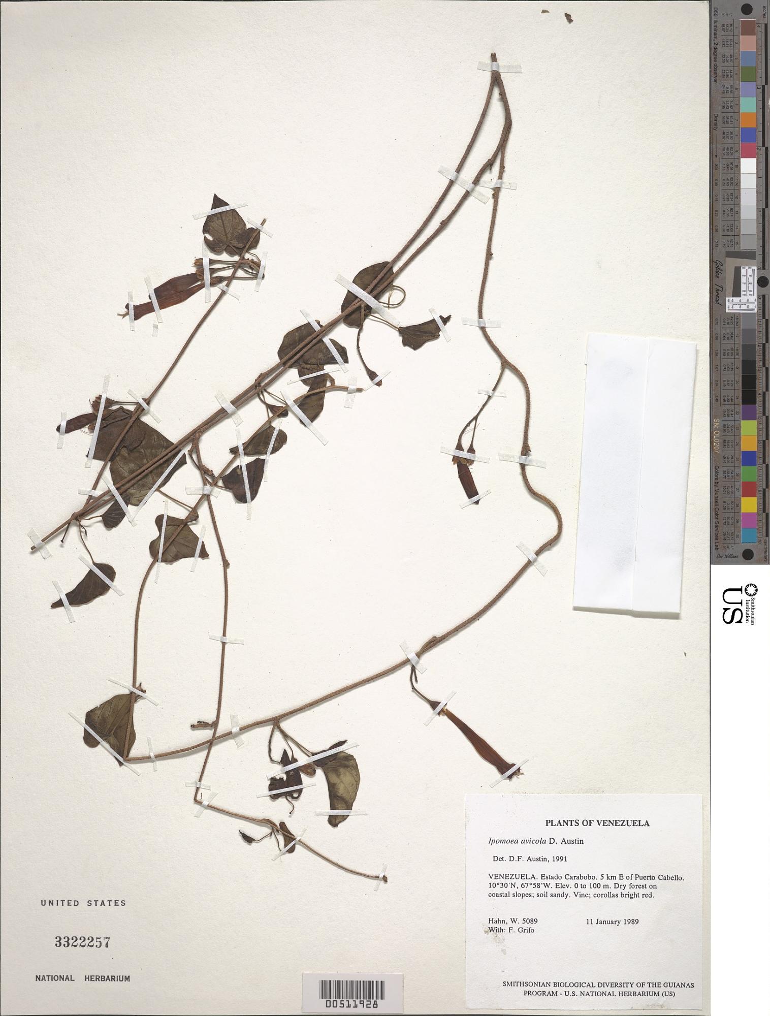 Ipomoea verruculosa