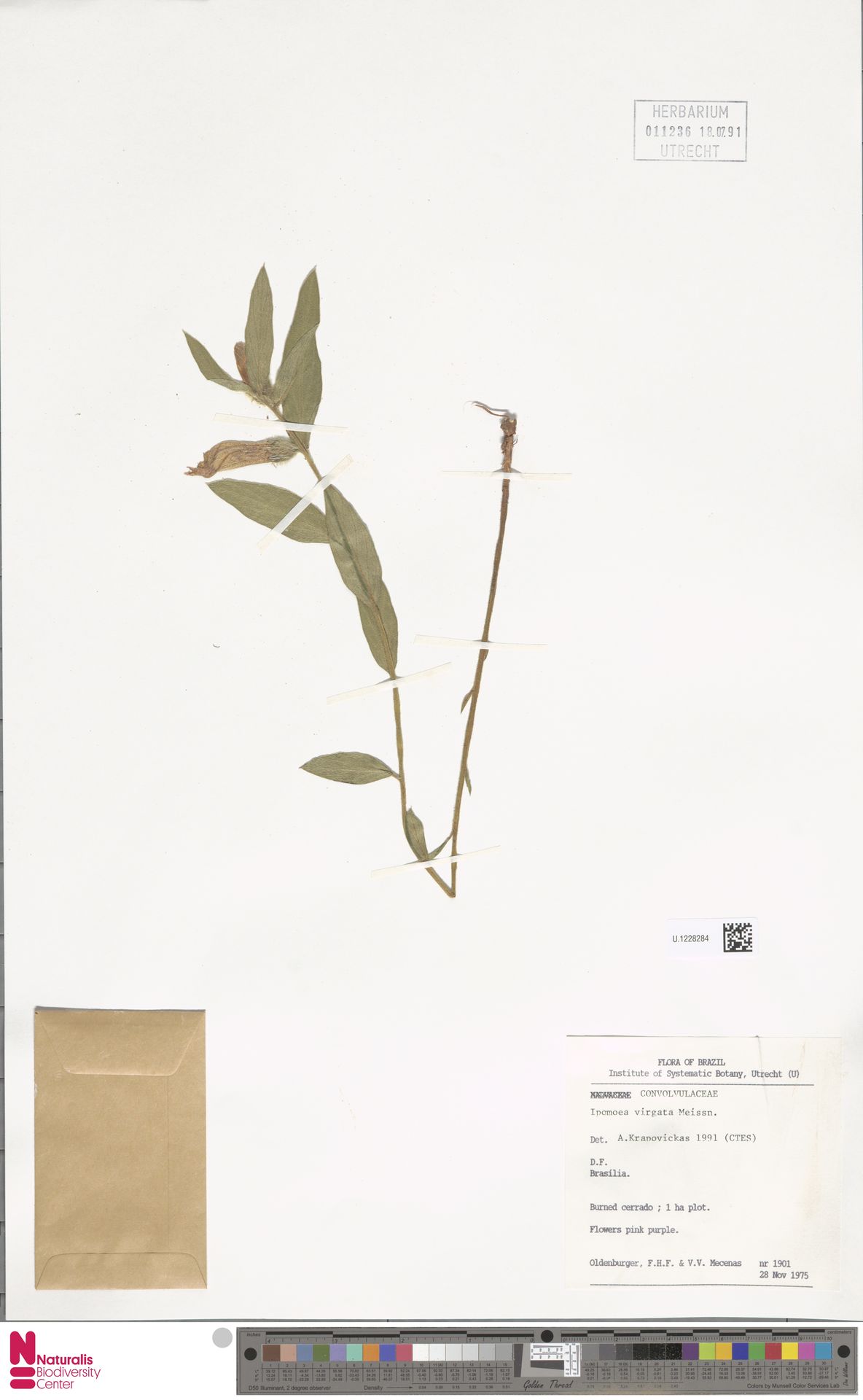 Ipomoea virgata