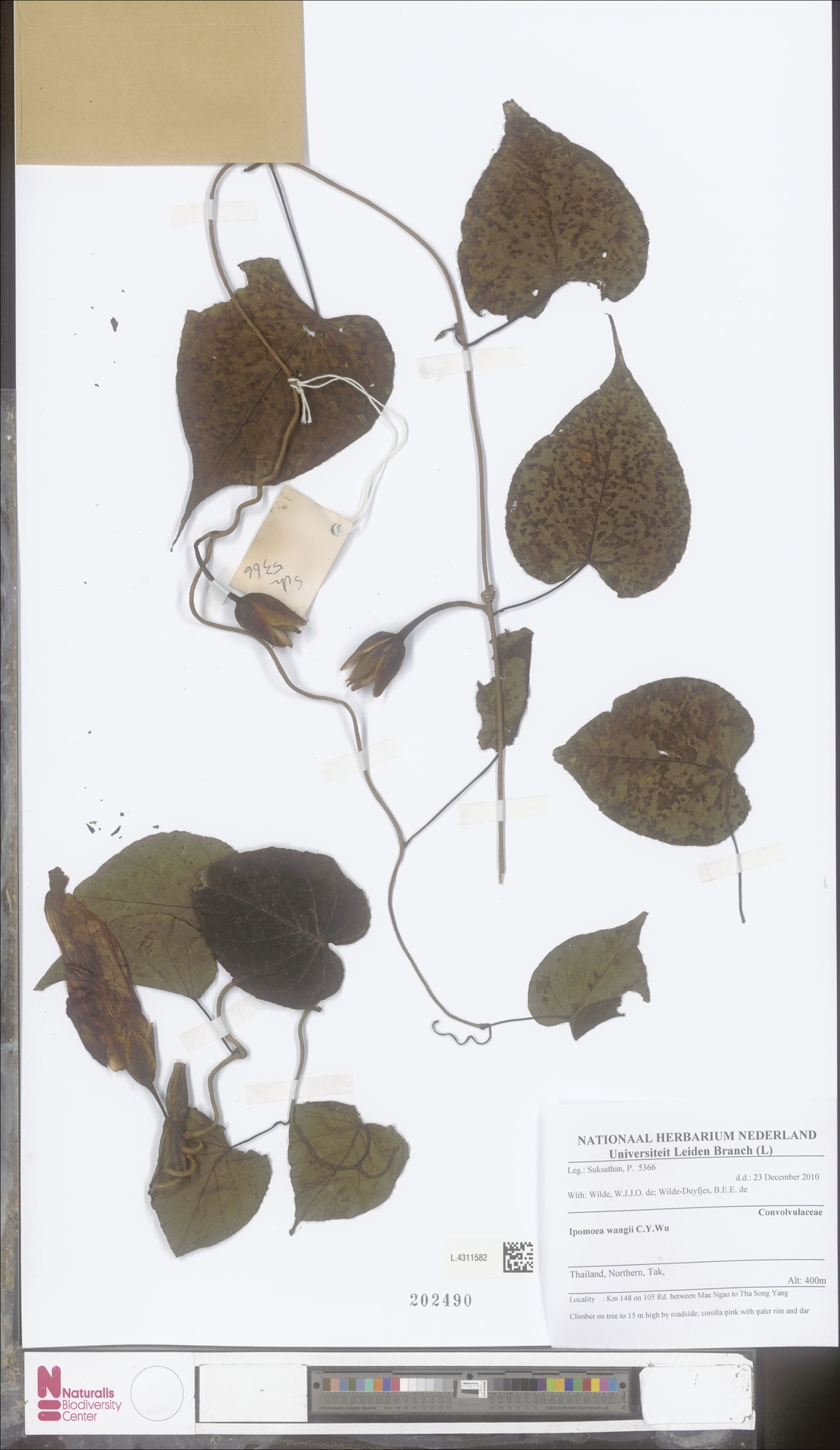 Ipomoea wangii