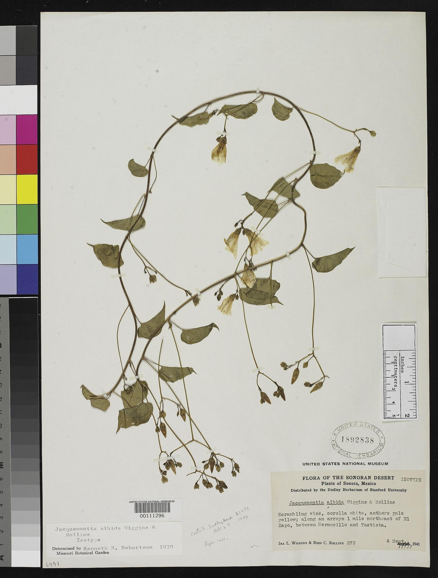 Jacquemontia albida
